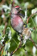 Common Redpoll