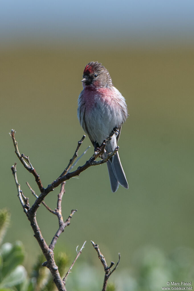 Common Redpoll male adult breeding, identification