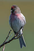 Common Redpoll