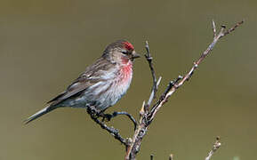 Common Redpoll