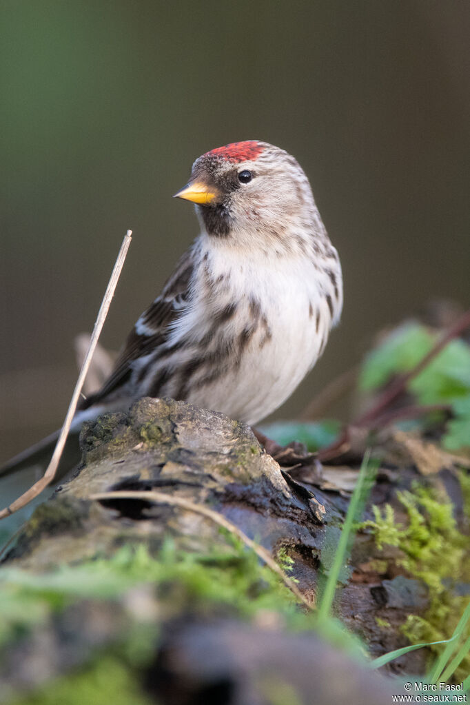 Common Redpoll female adult, identification