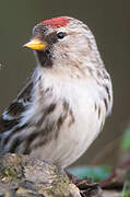 Common Redpoll