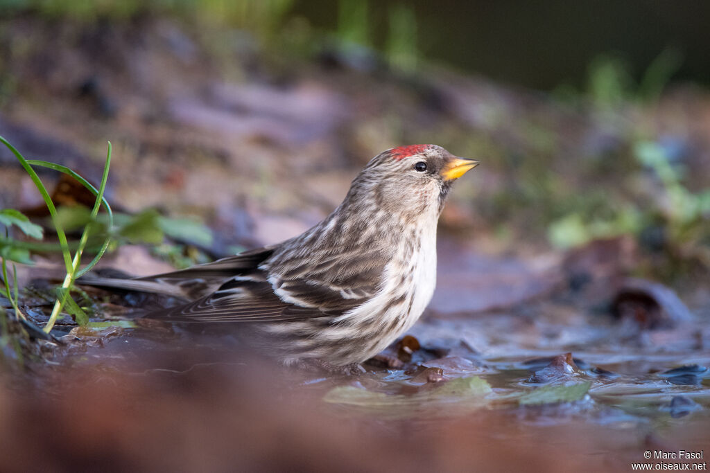 Common Redpolladult, drinks