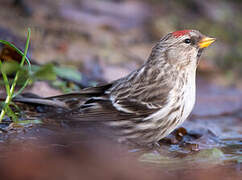 Common Redpoll