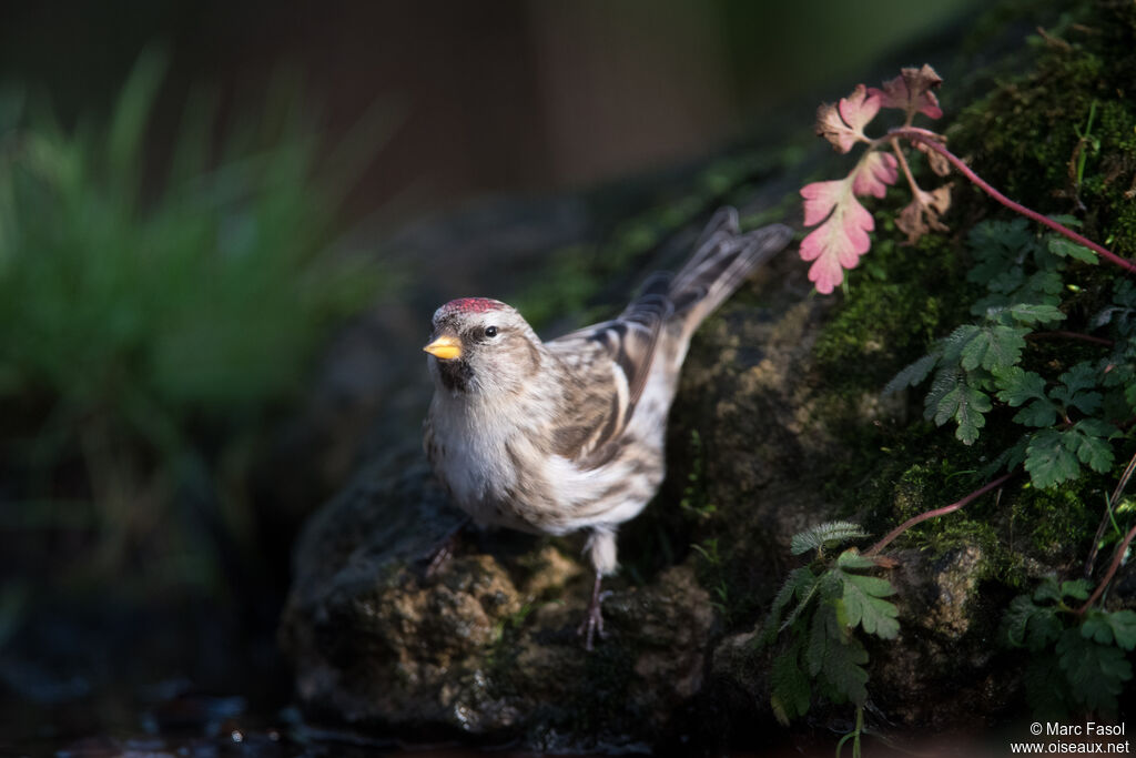 Common Redpoll female adult, identification