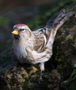 Common Redpoll