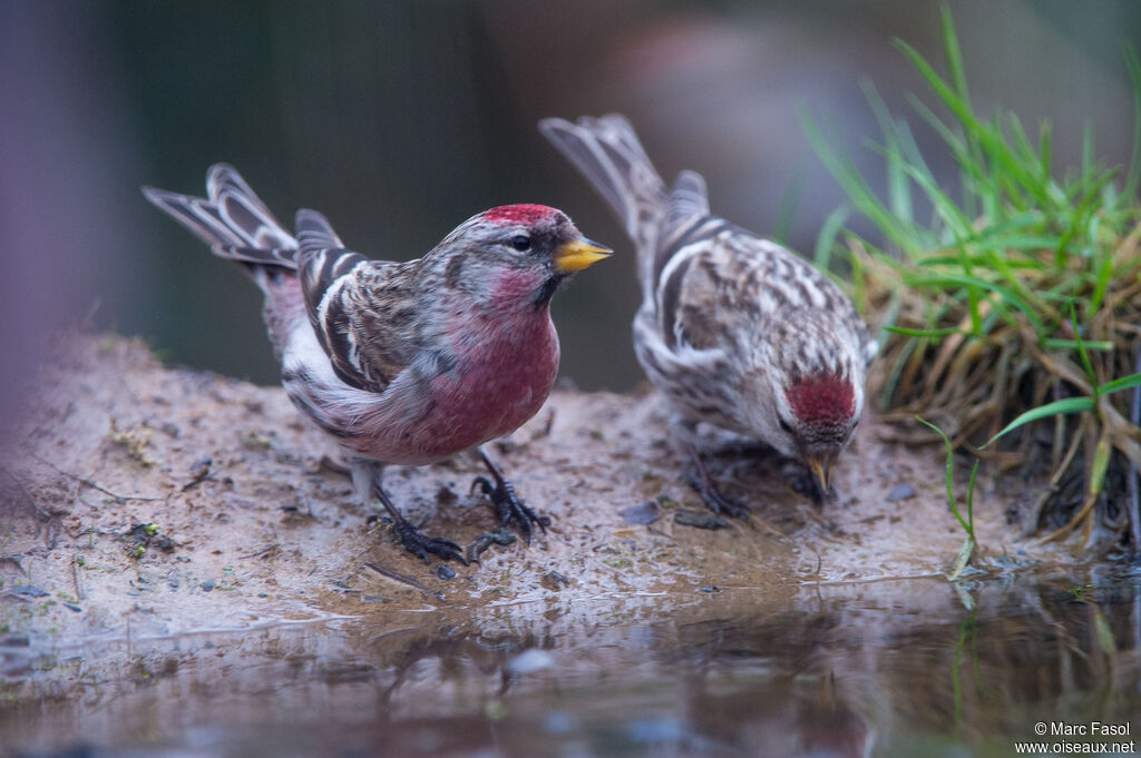 Common Redpolladult breeding, drinks