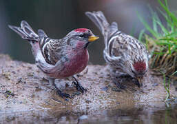 Common Redpoll