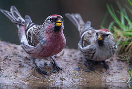 Common Redpoll