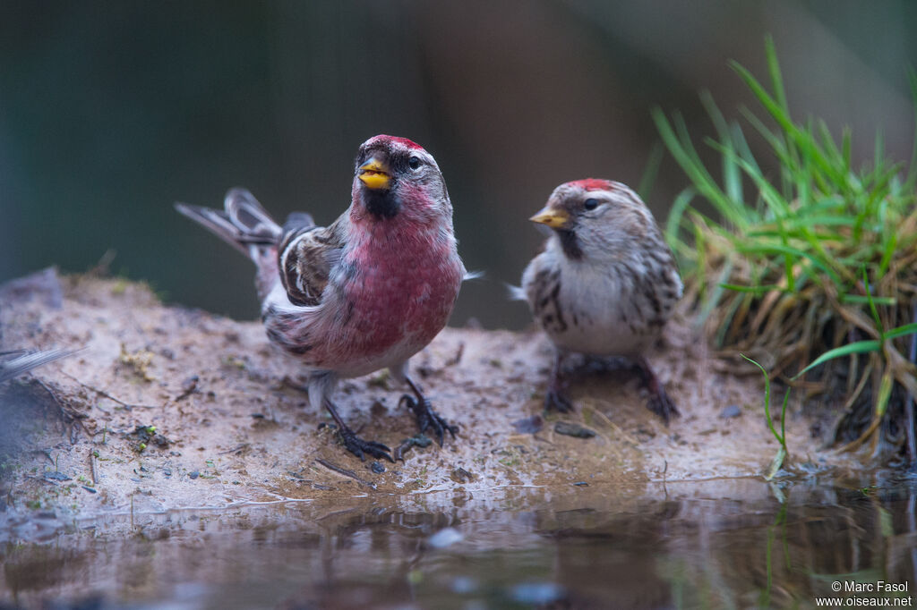 Common Redpolladult breeding, identification, drinks