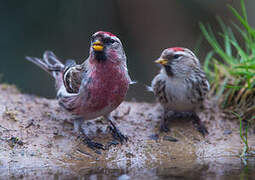 Common Redpoll