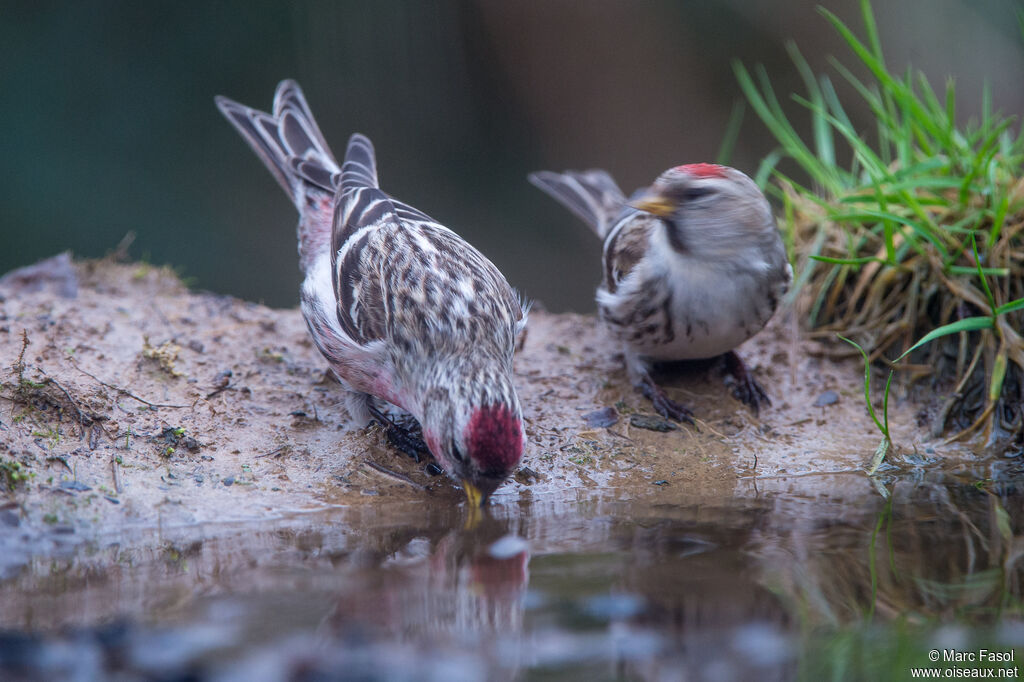 Common Redpolladult breeding, drinks