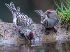 Common Redpoll