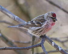 Common Redpoll