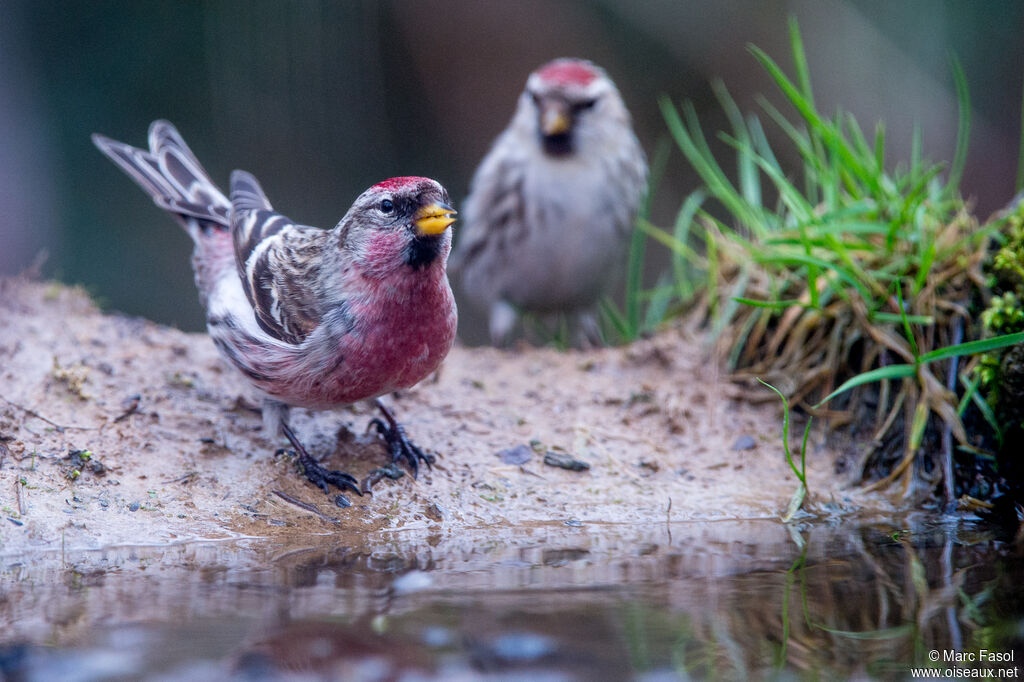 Common Redpolladult, drinks