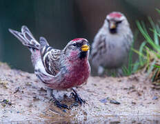 Common Redpoll