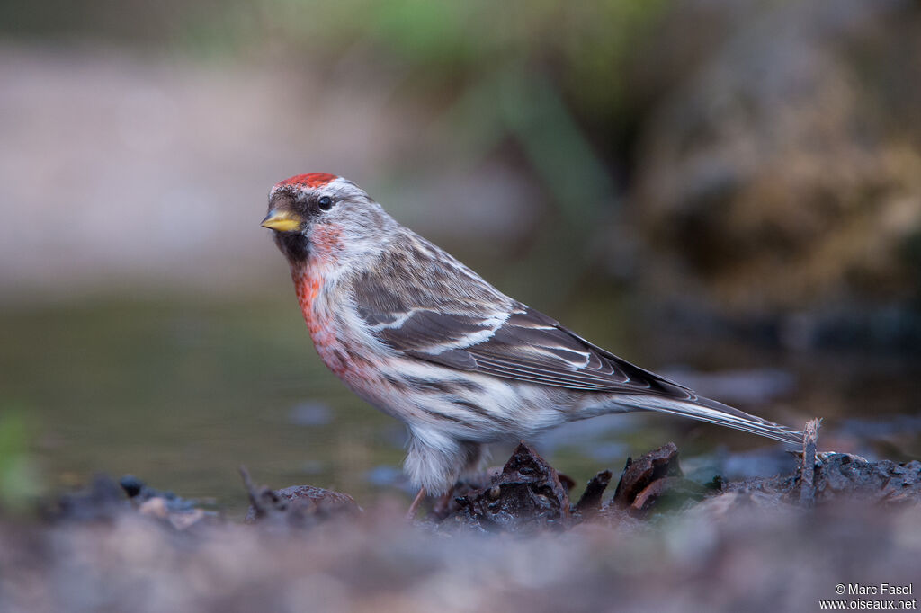 Common Redpoll male adult, identification, drinks