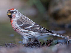 Common Redpoll