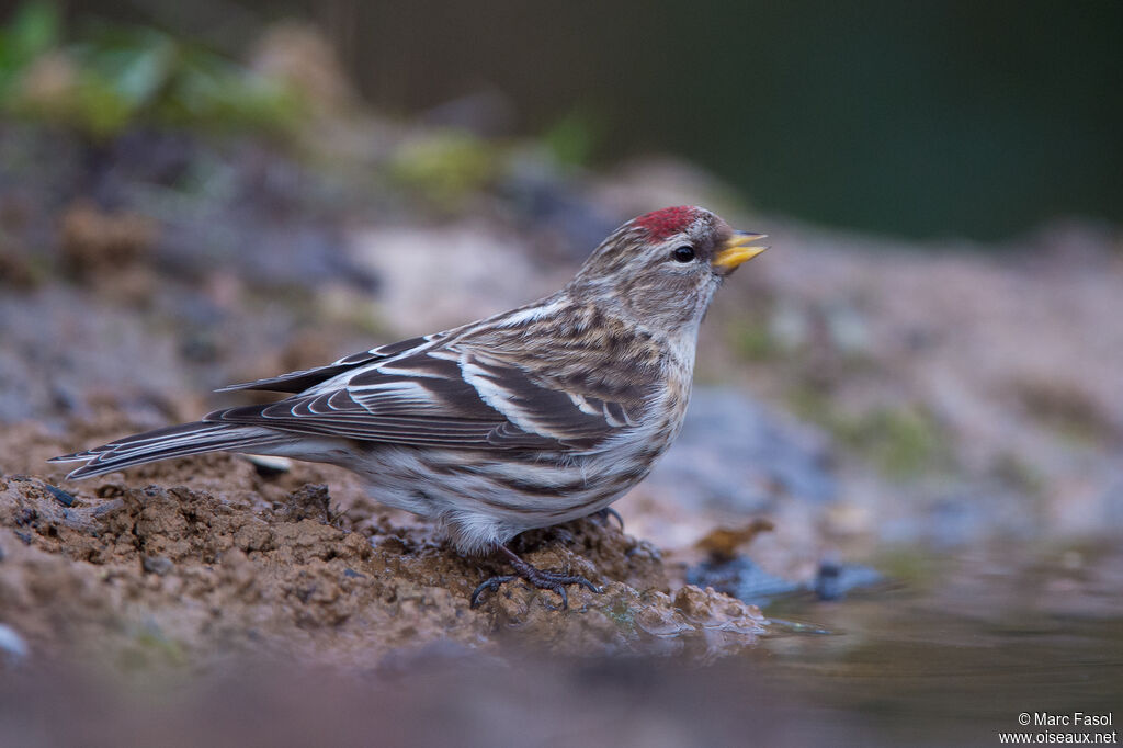 Common Redpoll female adult, identification, drinks