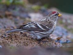 Common Redpoll