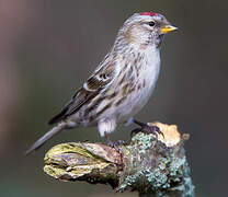 Common Redpoll