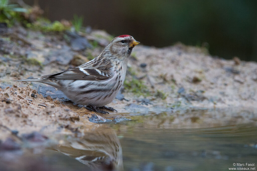 Common Redpoll female adult breeding, identification