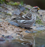 Common Redpoll