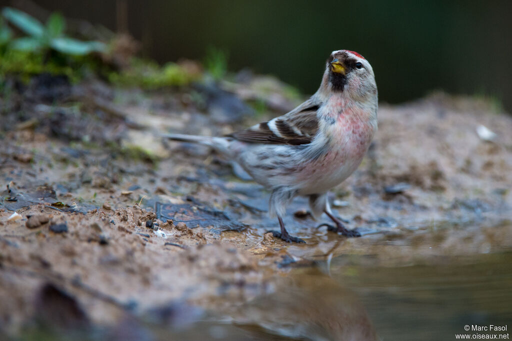 Common Redpoll male subadult, identification, drinks