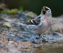 Common Redpoll