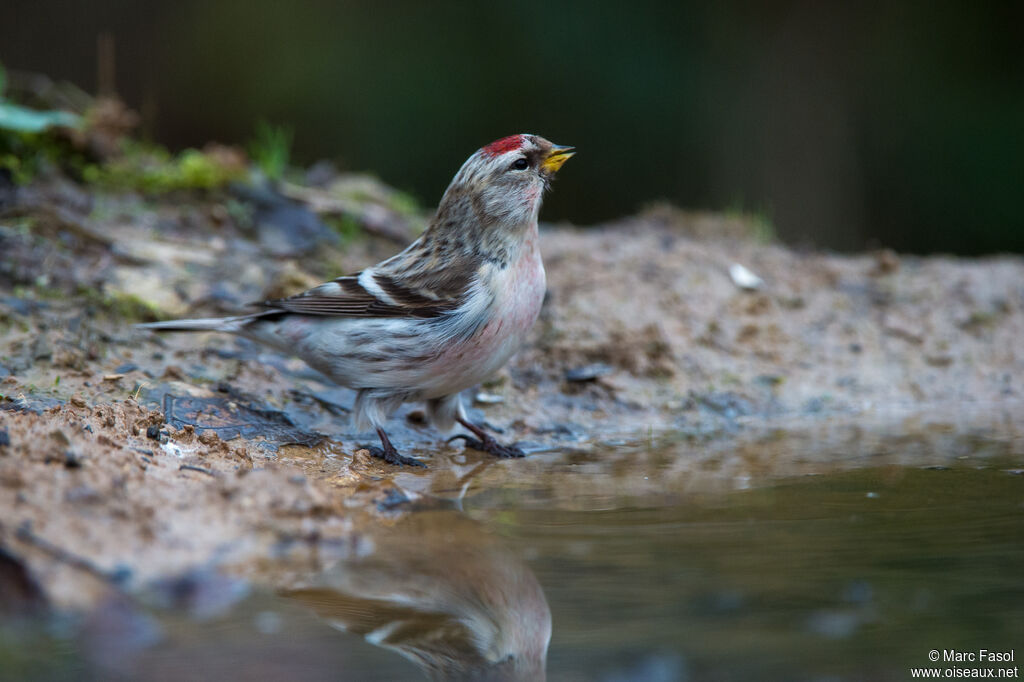 Common Redpoll male subadult, identification, drinks