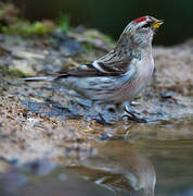 Common Redpoll