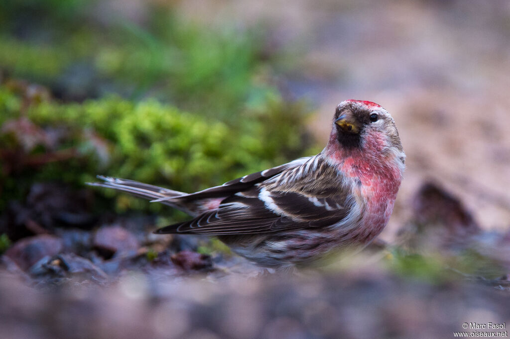 Common Redpoll male adult breeding, identification