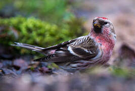 Common Redpoll