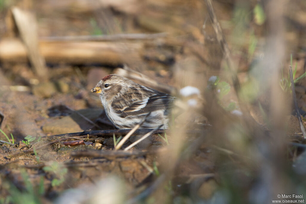 Common Redpoll female adult post breeding, identification, fishing/hunting, eats