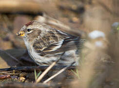 Common Redpoll