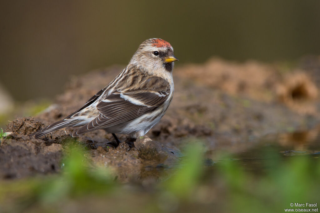 Common Redpoll female adult, identification, drinks