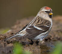 Common Redpoll