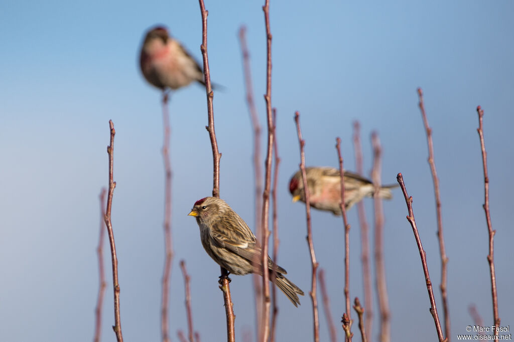 Common Redpoll