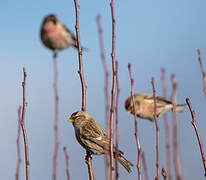 Common Redpoll