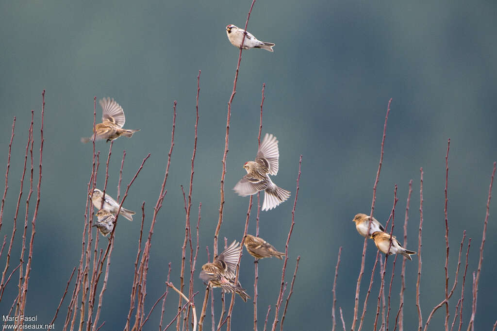 Common Redpoll, Behaviour