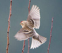 Common Redpoll