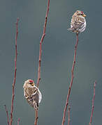 Common Redpoll