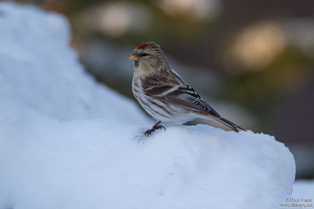 Common Redpolladult, identification