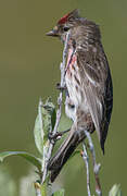 Common Redpoll