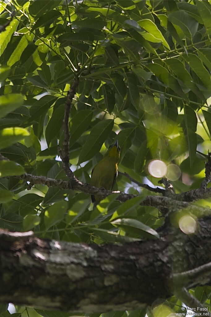 Green Shrike-Vireo male adult breeding, identification