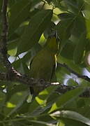 Green Shrike-Vireo