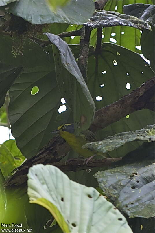 Slaty-capped Shrike-Vireoadult, habitat