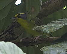 Slaty-capped Shrike-Vireo