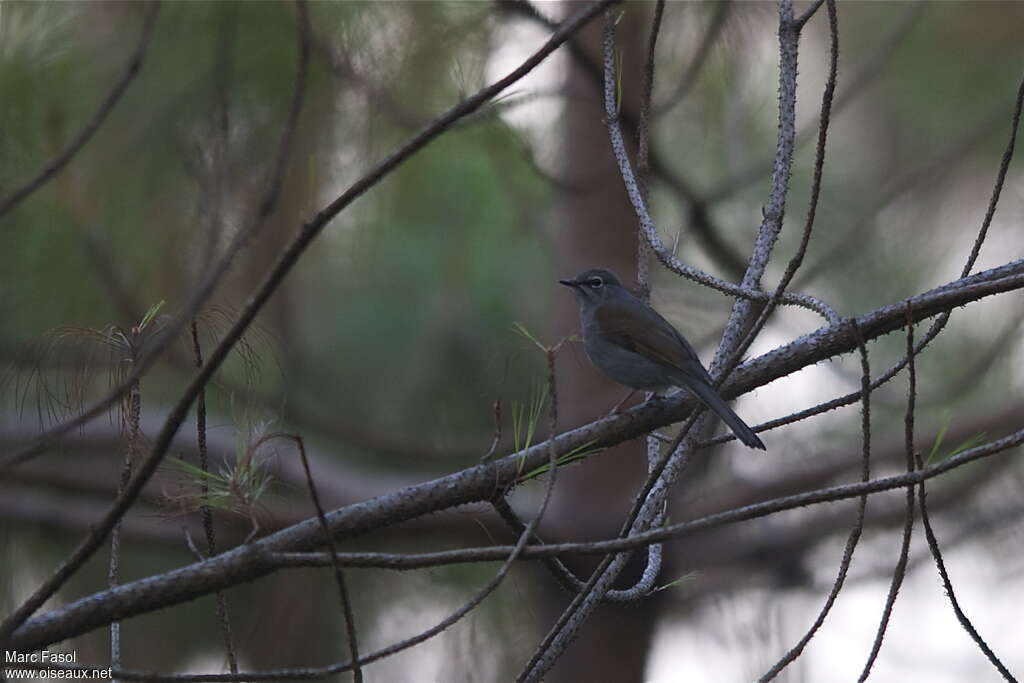 Brown-backed Solitaireadult, habitat, pigmentation