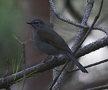 Brown-backed Solitaire